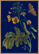 Peacock Flower and Moth