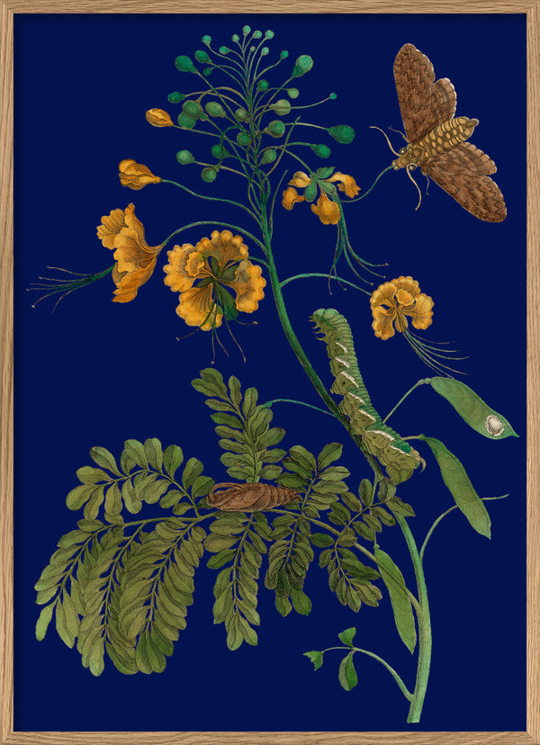 Peacock Flower and Moth