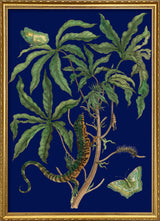 Jatropha Moth and Lezard