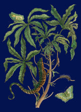 Jatropha Moth and Lezard