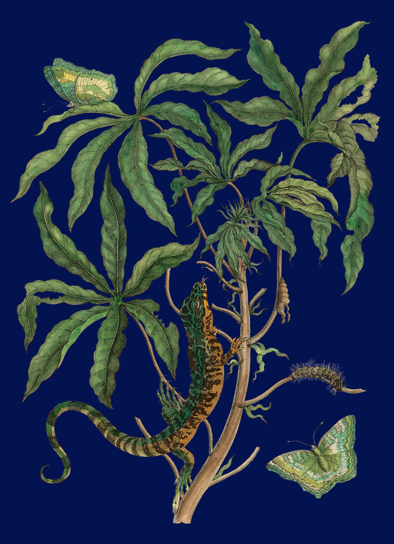 Jatropha Moth and Lezard