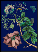 Purple Monbin Plum tree