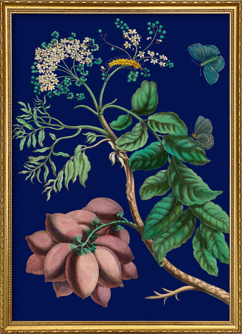 Purple Monbin Plum tree