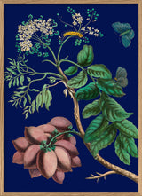 Purple Monbin Plum tree