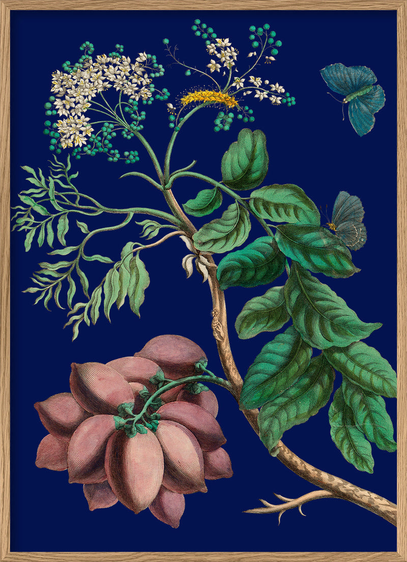 Purple Monbin Plum tree