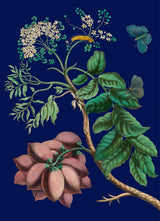 Purple Monbin Plum tree