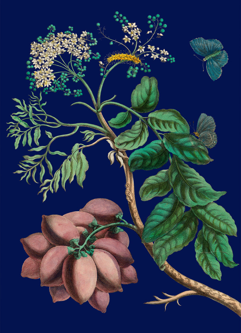 Purple Monbin Plum tree