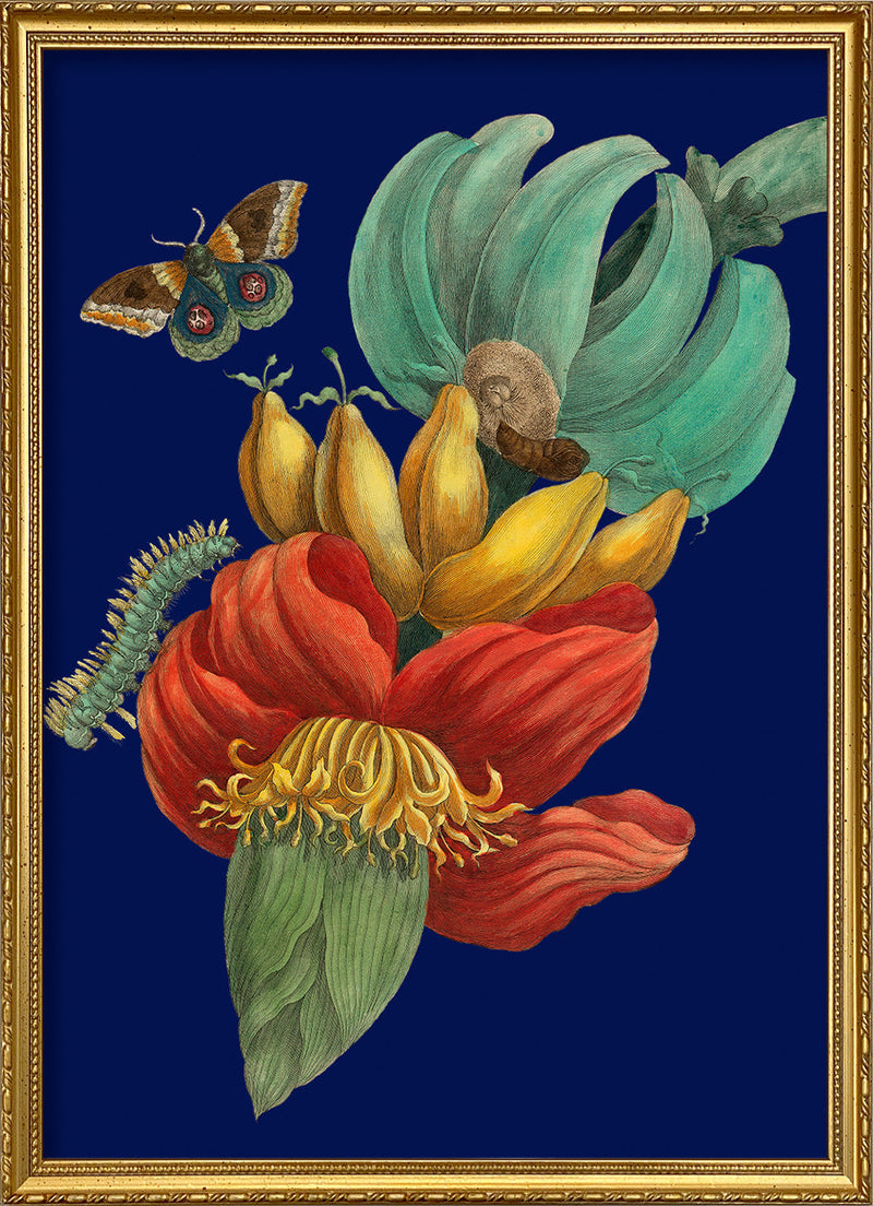 Banana Flower