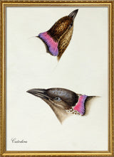 Calodera - Spotted Bowerbird