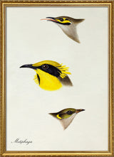 Meliphaga - Honeyeater