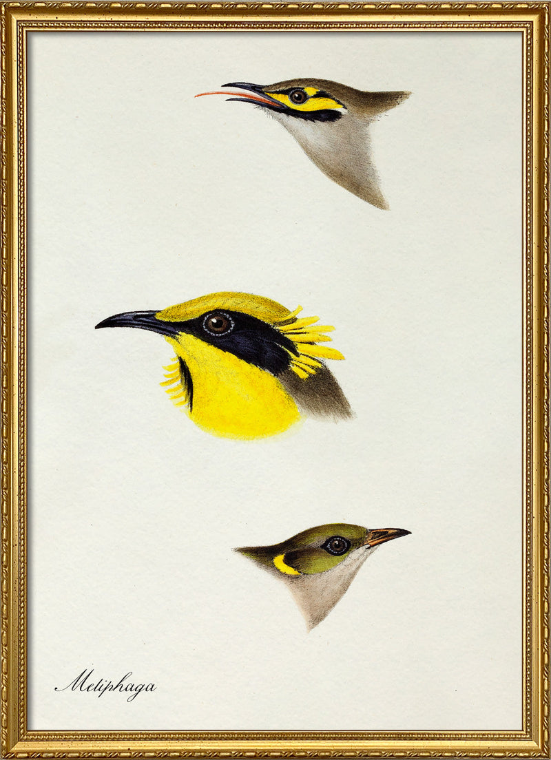 Meliphaga - Honeyeater