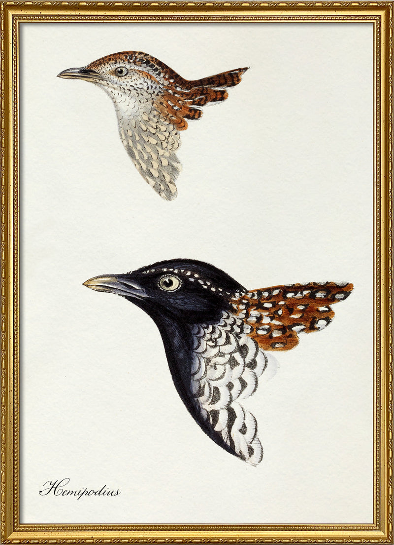 Hemipodius - Buttonquail