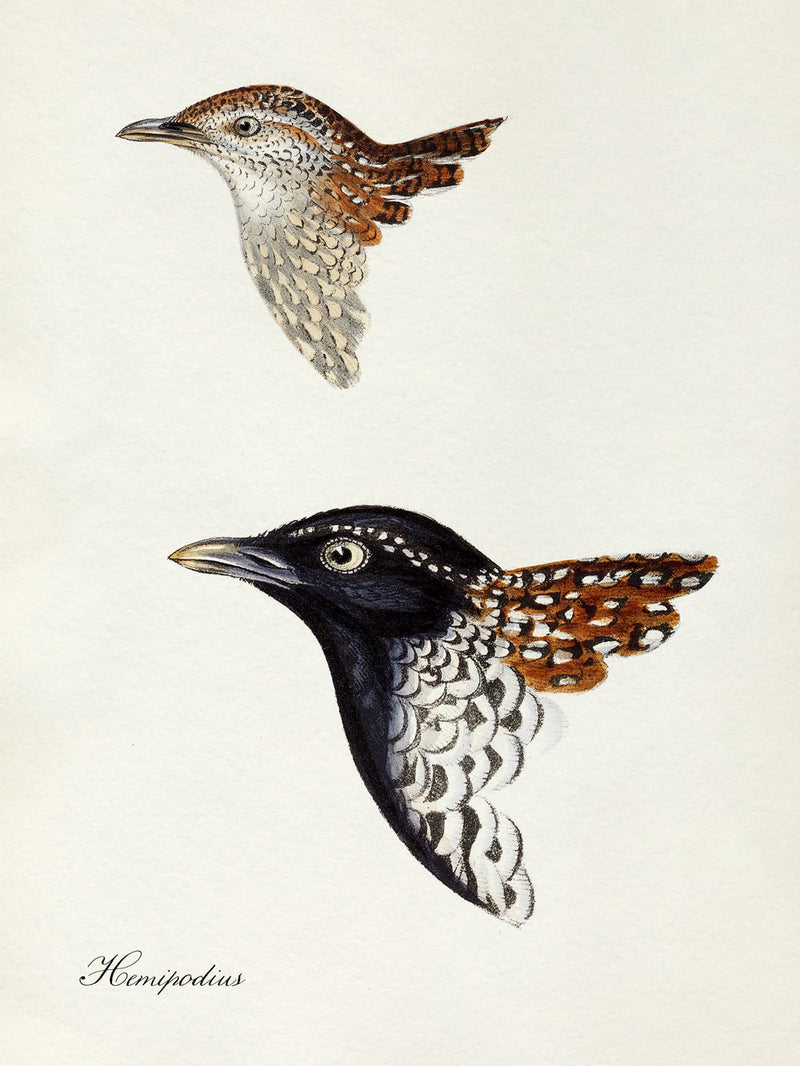 Hemipodius - Buttonquail