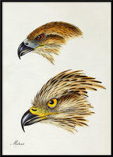 Milvus - Red Kite