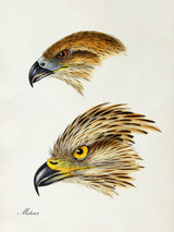 Milvus - Red Kite