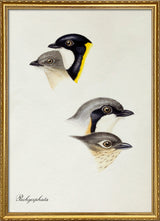 Pachycephala - Typical Whistlers