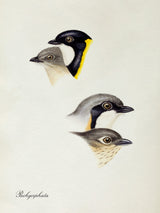 Pachycephala - Typical Whistlers