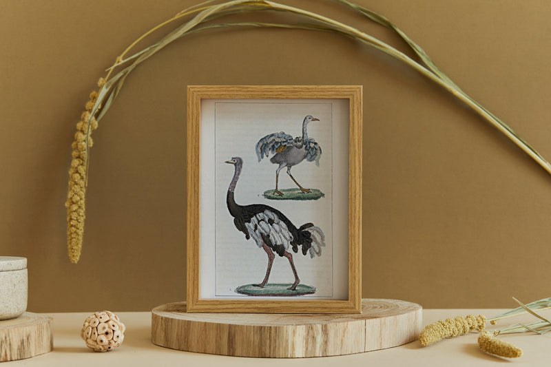 L'Autruche - Le Touyou