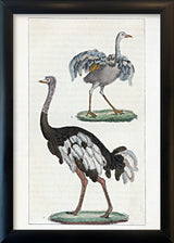 L'Autruche - Le Touyou