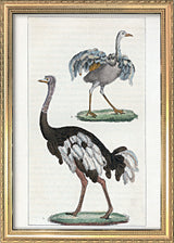 L'Autruche - Le Touyou