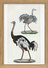 L'Autruche - Le Touyou