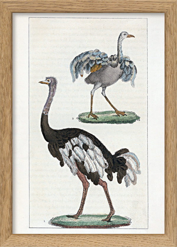 L'Autruche - Le Touyou