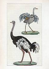 L'Autruche - Le Touyou