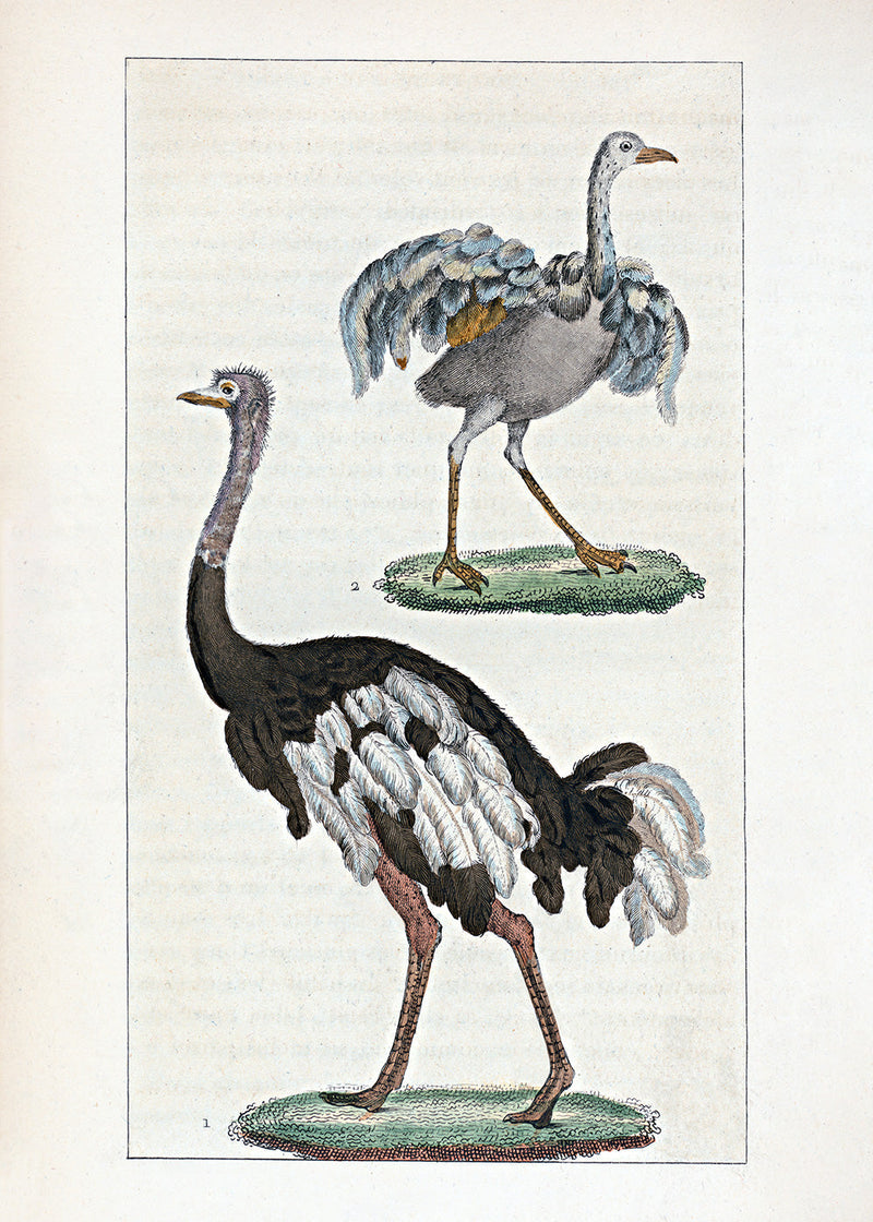 L'Autruche - Le Touyou