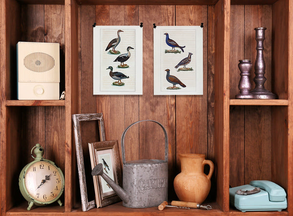 L'Oie d'Égypte - L'Eider - Le Canard Mâle