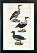 L'Oie d'Égypte - L'Eider - Le Canard Mâle