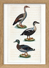 L'Oie d'Égypte - L'Eider - Le Canard Mâle