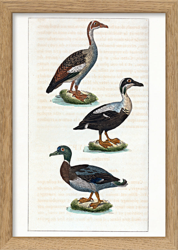 L'Oie d'Égypte - L'Eider - Le Canard Mâle