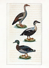 L'Oie d'Égypte - L'Eider - Le Canard Mâle