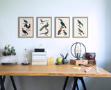 La Draine - Le Moqueur