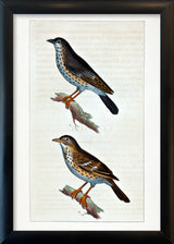 La Draine - Le Moqueur