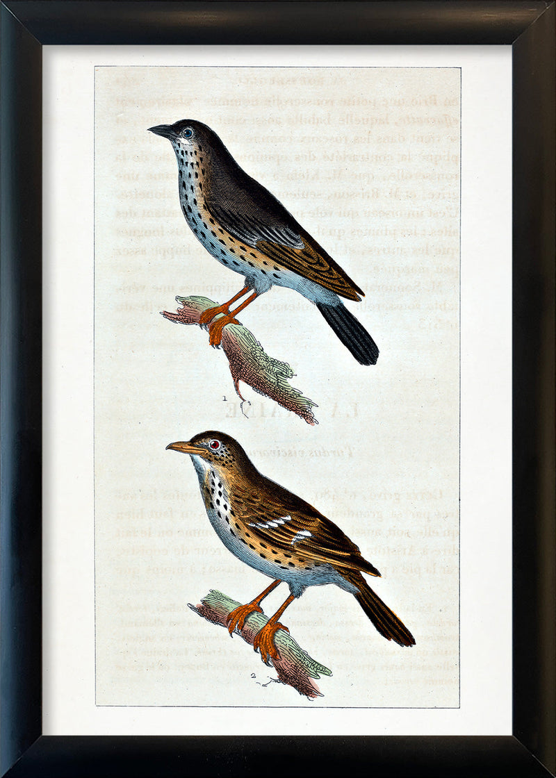 La Draine - Le Moqueur