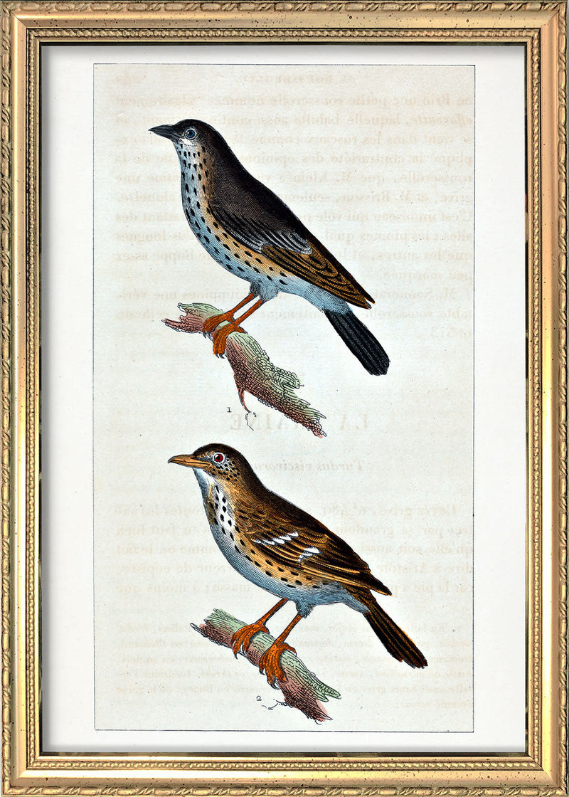 La Draine - Le Moqueur