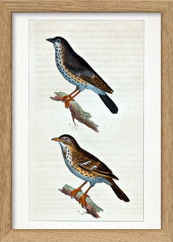 La Draine - Le Moqueur