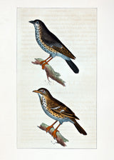 La Draine - Le Moqueur