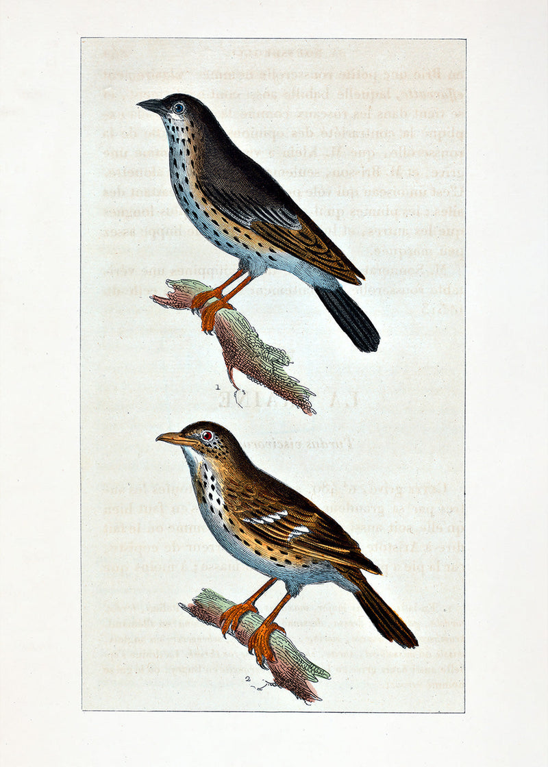 La Draine - Le Moqueur