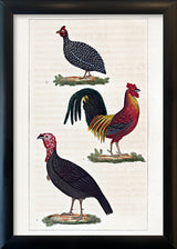 Le Coq - Le Dindon - La Pintade