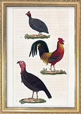 Le Coq - Le Dindon - La Pintade