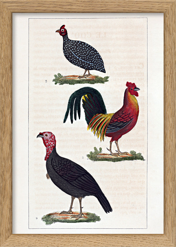 Le Coq - Le Dindon - La Pintade