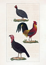 Le Coq - Le Dindon - La Pintade