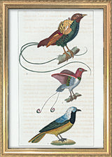 Le Geai du Pérou - La Manucode - Le Magnifique