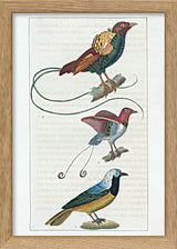 Le Geai du Pérou - La Manucode - Le Magnifique