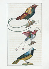 Le Geai du Pérou - La Manucode - Le Magnifique