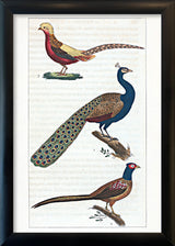 Le Paon - Le Faisan - Le Faisan Doré