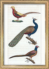 Le Paon - Le Faisan - Le Faisan Doré