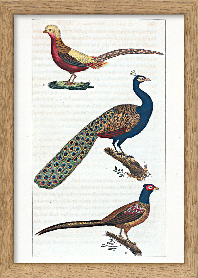 Le Paon - Le Faisan - Le Faisan Doré